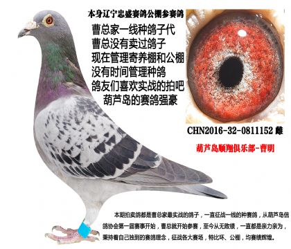 16年超级种雌,忠盛公棚参赛鸽,超级发挥
