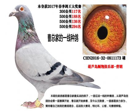 超级种雄,四关鸽王成绩鸽