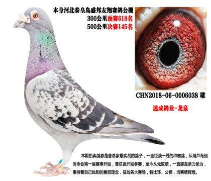 速成鸽业-龙泉,盛邦友翔公棚决赛145名,超级种雄