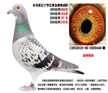 金州鸽业,辽宁华艺金典赛鸽团队四关鸽王
