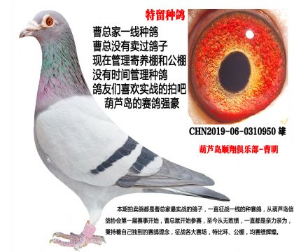 19年超级种雄,后代超级发挥