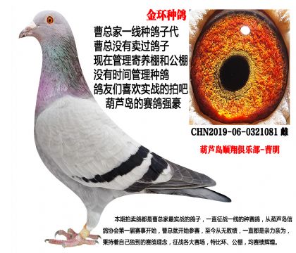 19年特留金环种鸽,超级种雌