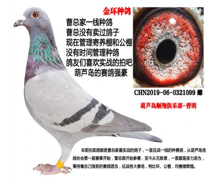 2019年特留种鸽,金环99