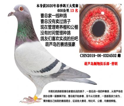 超级种雌,20年春季600公里13名
