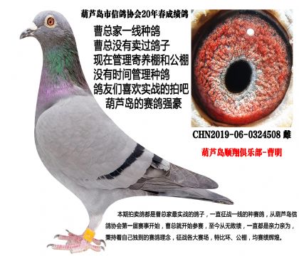 20年春季成绩鸽,超级配对子代