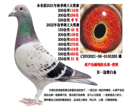 单羽白条265,本身500公里季军,550公里91名