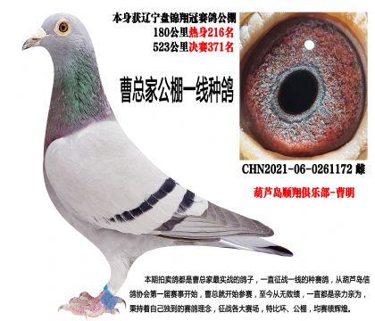 盘锦翔冠公棚热身赛216名,决赛371名,超级雌