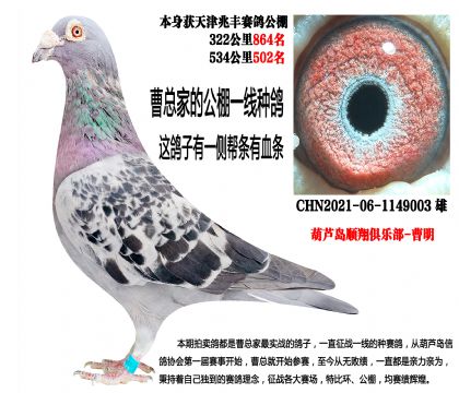 黄金雄,天津兆丰公棚预赛865名,决赛502名