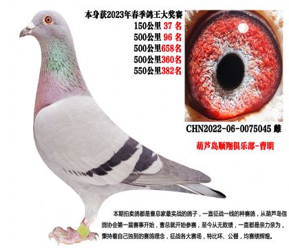 23年春季四关鸽王成绩鸽