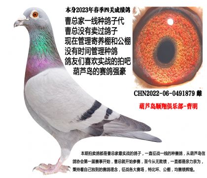 23年春季四关成绩鸽