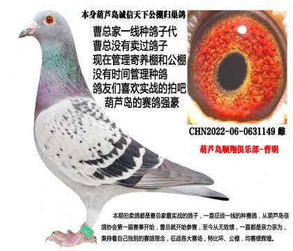 公棚实战家族,本身葫芦岛诚信天下公棚归巢鸽