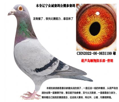 公棚实战家族,辽宁众诚公棚参赛鸽