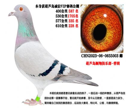 23年葫芦岛诚信VIP公棚成绩鸽