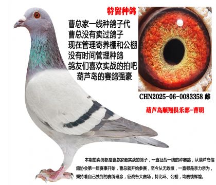 特留种鸽,黄金配对子代