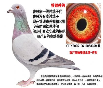 特留种鸽,黄金对子代