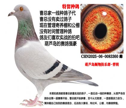特留种鸽,实战配对子代