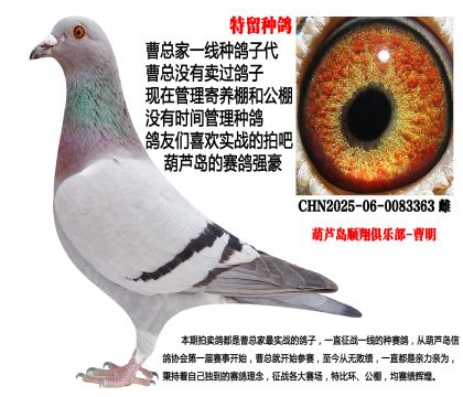特留种鸽,公棚专线子代