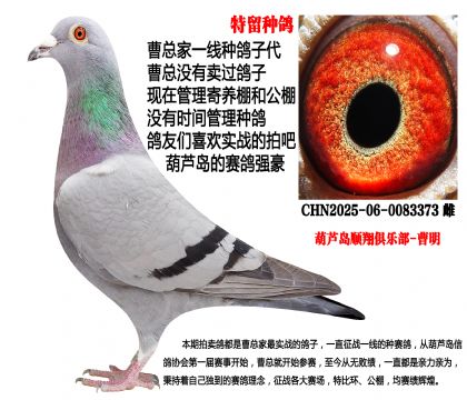 特留种鸽,实战家族3373
