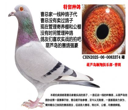 特留种鸽,公棚鸽王直子