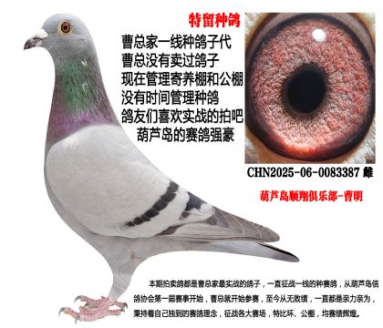 特留种鸽,超级实战配对子代