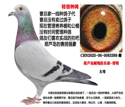 特留种鸽,大雌389