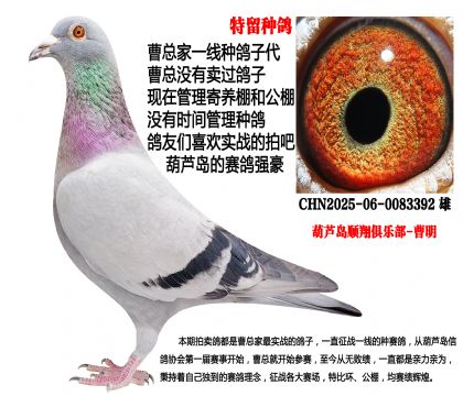 特留种鸽,一线种雄子代