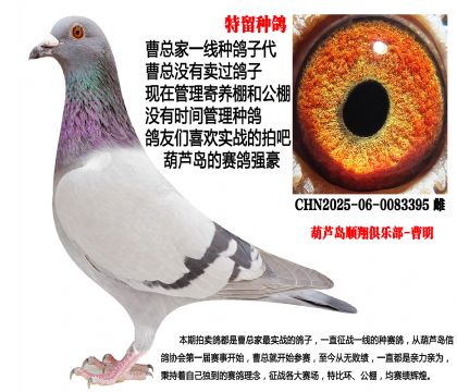 特留种鸽,公棚专线