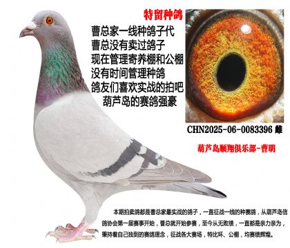 特留种鸽,公棚专线