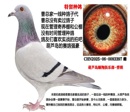 特留种鸽,不败家族近亲