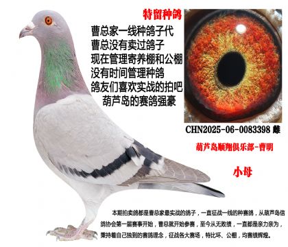 特留种鸽,不败家族近亲