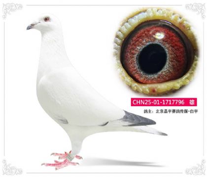 北京晶宇賽鴿傳媒-白宇796 雄