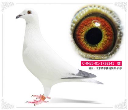 北京晶宇賽鴿傳媒-白宇141 雄