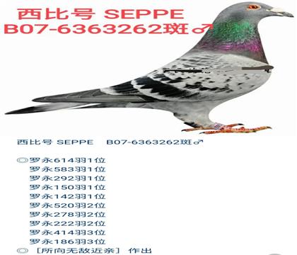 ���游.���Ⱥ�