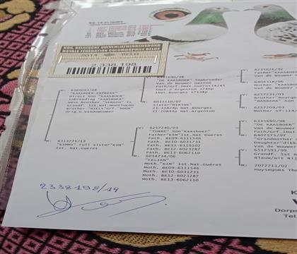 只有原始血统书照片