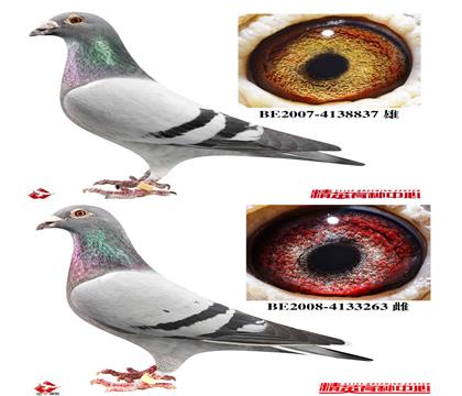 ���游ĸ.̫���&С���\