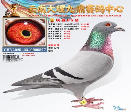 大理九鼎决赛85名