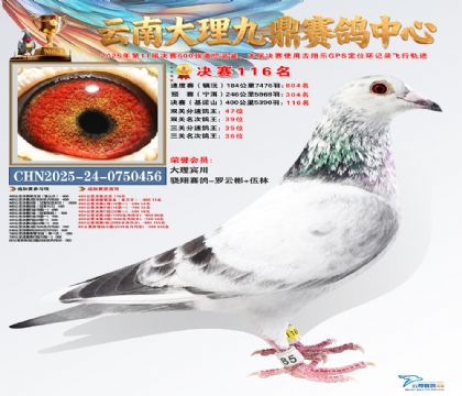 大理九鼎决赛116名