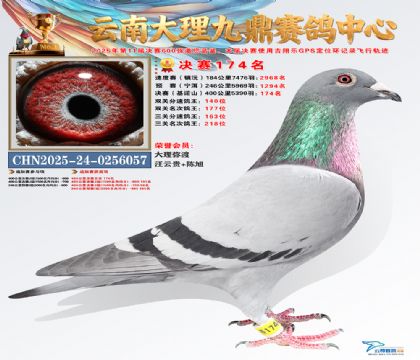 大理九鼎决赛174名