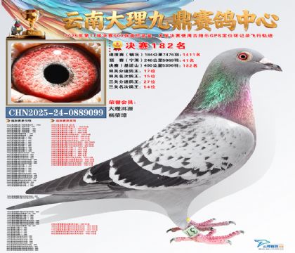 大理九鼎决赛182名