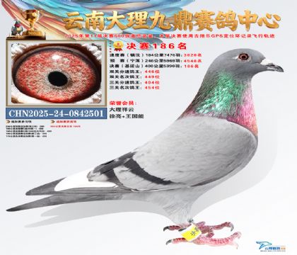 大理九鼎决赛186名