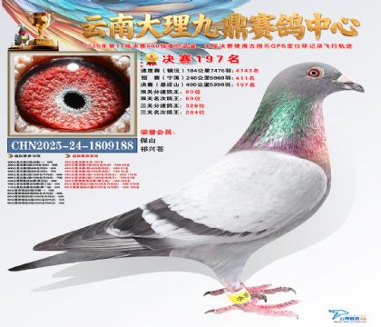 大理九鼎决赛197名