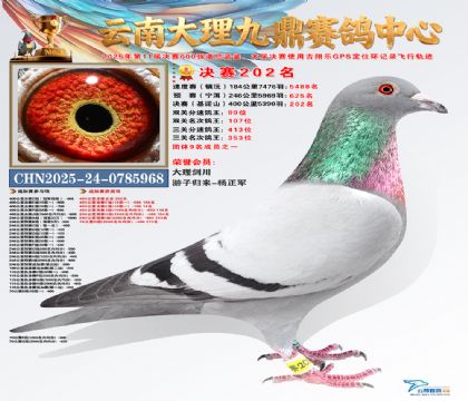 大理九鼎决赛202名