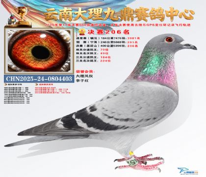 大理九鼎决赛206名