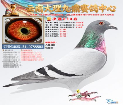 大理九鼎决赛214名