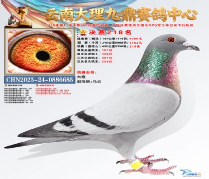 大理九鼎决赛218名