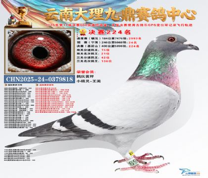 大理九鼎决赛224名