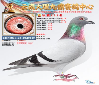 大理九鼎决赛231名