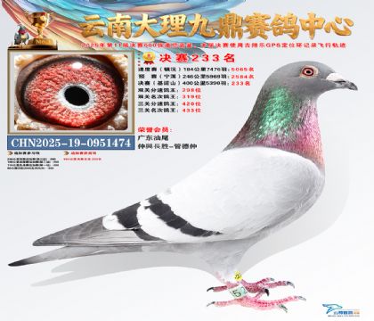 大理九鼎决赛233名