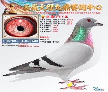 大理九鼎决赛237名