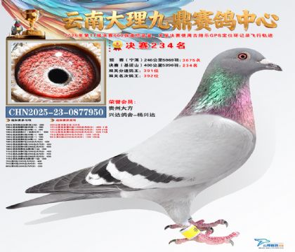 大理九鼎决赛234名